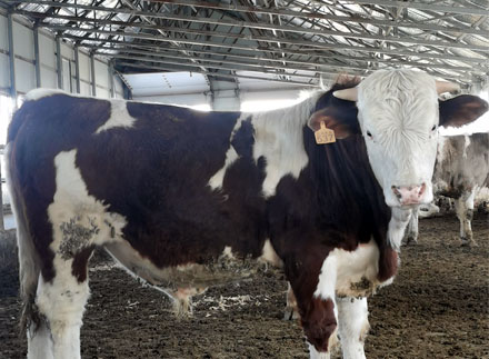 吉林省人民政府办公厅：吉林省做大做强肉牛产业十条政策措施